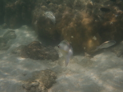 Scolopsis margaritifera