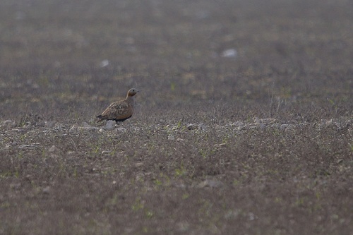 Black-bellied Sandgrouse (Pterocles orientalis), photo 4