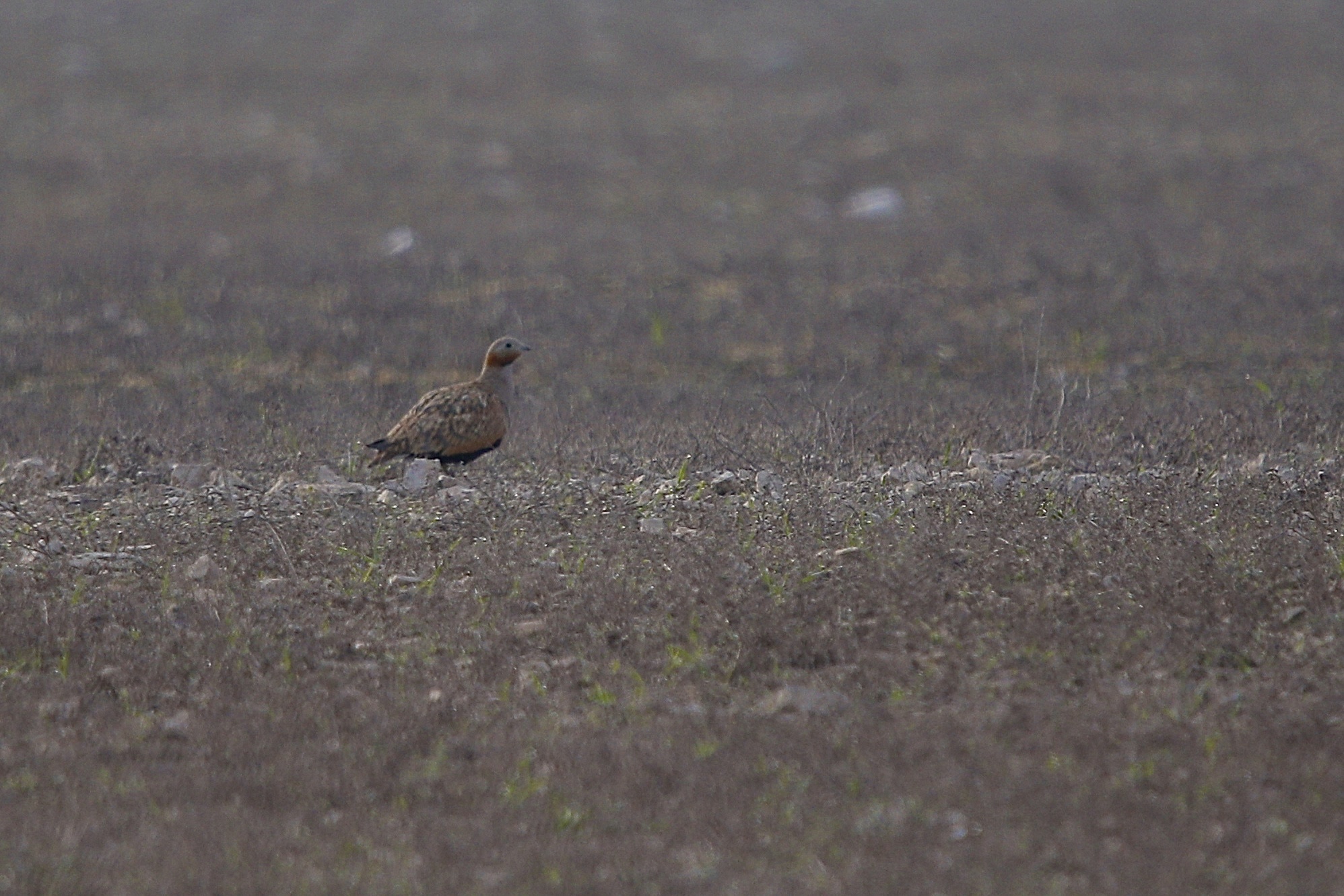 Black-bellied Sandgrouse (Pterocles orientalis), photo 4