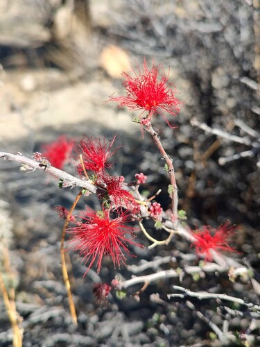 Baja fairy duster (Calliandra californica)