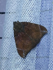 Poaphilini