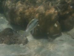 Scolopsis margaritifera