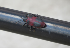 Coraliomela quadrimaculata