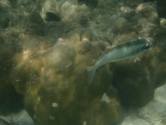 Scolopsis margaritifera