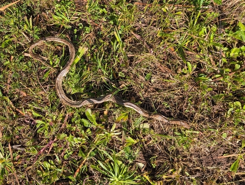 Ladder Snake