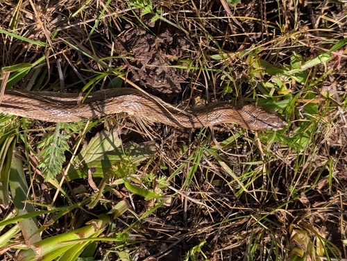 Ladder Snake