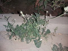 Sonchus oleraceus
