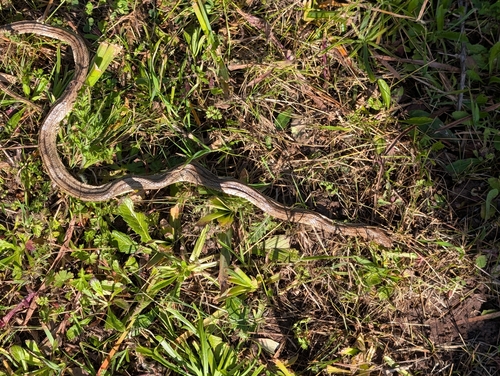 Ladder Snake