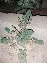 Sonchus oleraceus