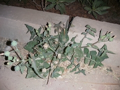 Sonchus oleraceus