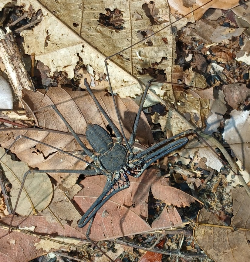 Heterophrynus batesii (Butler, 1873)
