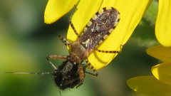 Cosmoclopius nigroannulatus