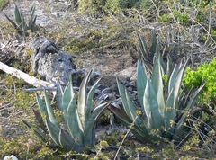 Agave nashii