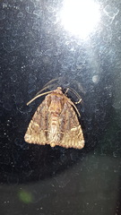 Phosphila turbulenta