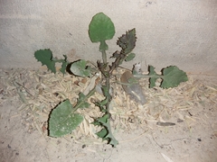 Sonchus oleraceus