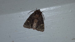 Phosphila turbulenta