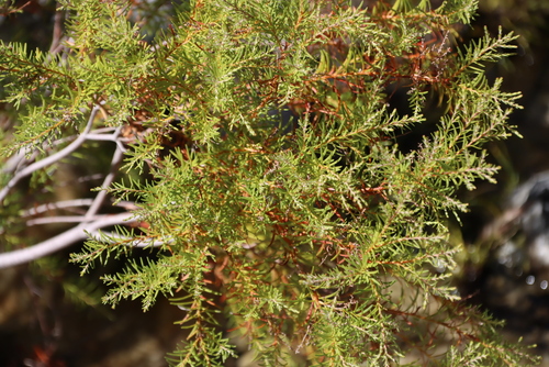Western Streambush (Brunia africana)