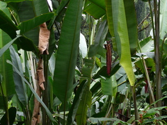 Heliconia mariae