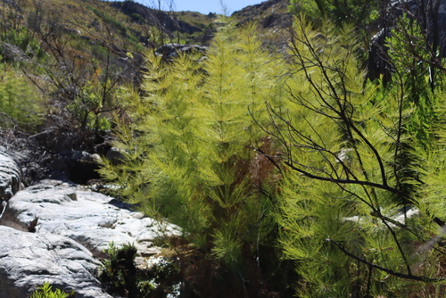 Broom reed (Elegia capensis)