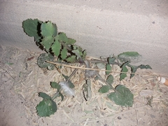Sonchus oleraceus