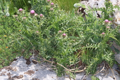 Carduus nutans alpicola