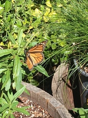 Danaus plexippus