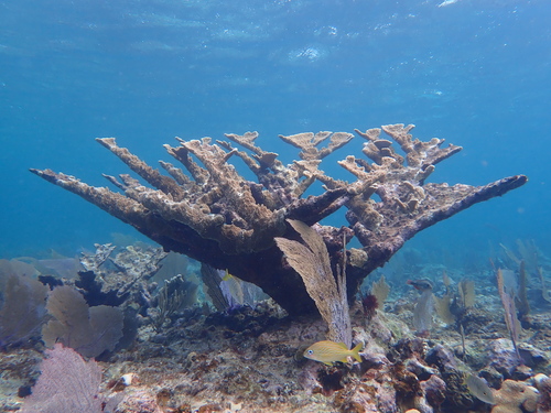 Elkhorn coral