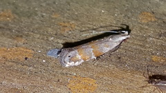 Battaristis vittella