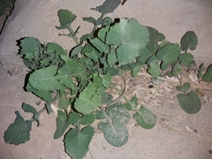 Sonchus oleraceus