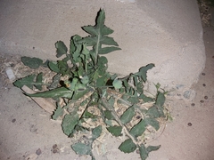 Sonchus oleraceus