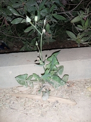 Sonchus oleraceus