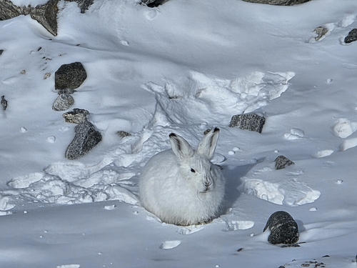 lièvre arctique observed by patrickm69