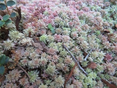 Sphagnum magellanicum