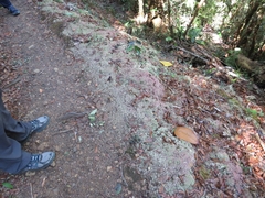 Sphagnum magellanicum