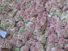 Sphagnum magellanicum