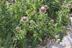 Carduus nutans alpicola