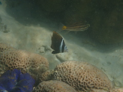 Chaetodon collare