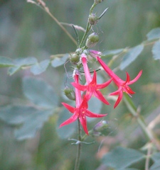 Ipomopsis aggregata aggregata