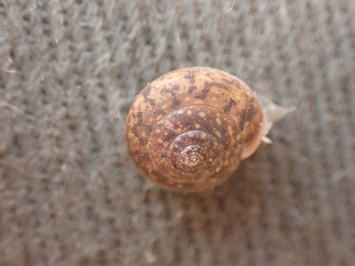 Urticicola suberinus