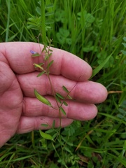 Vicia minutiflora