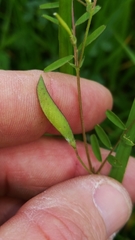 Vicia minutiflora