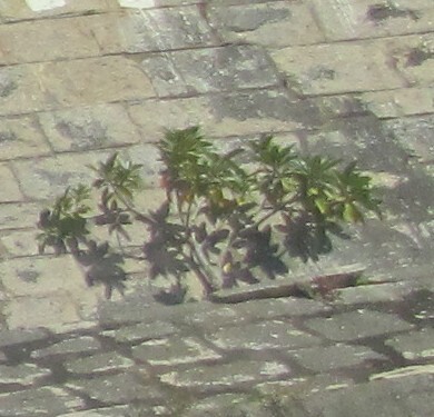 Ricinus communis