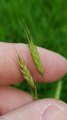 Bromus arvensis