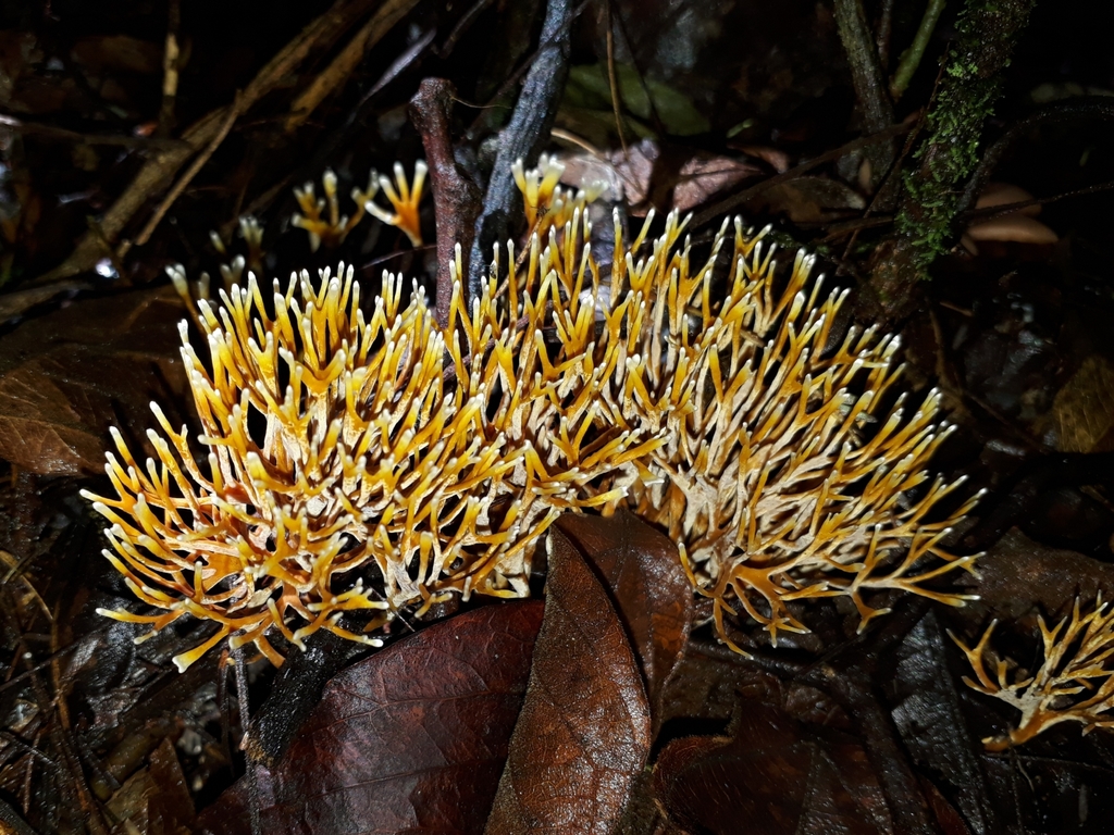 Lachnocladium