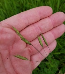 Bromus arvensis