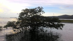 Avicennia schaueriana