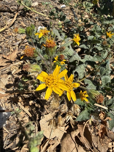 Simsia amplexicaulis, photograph 5
