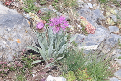 Centaurea uniflora