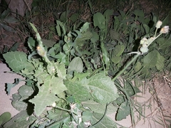 Sonchus oleraceus