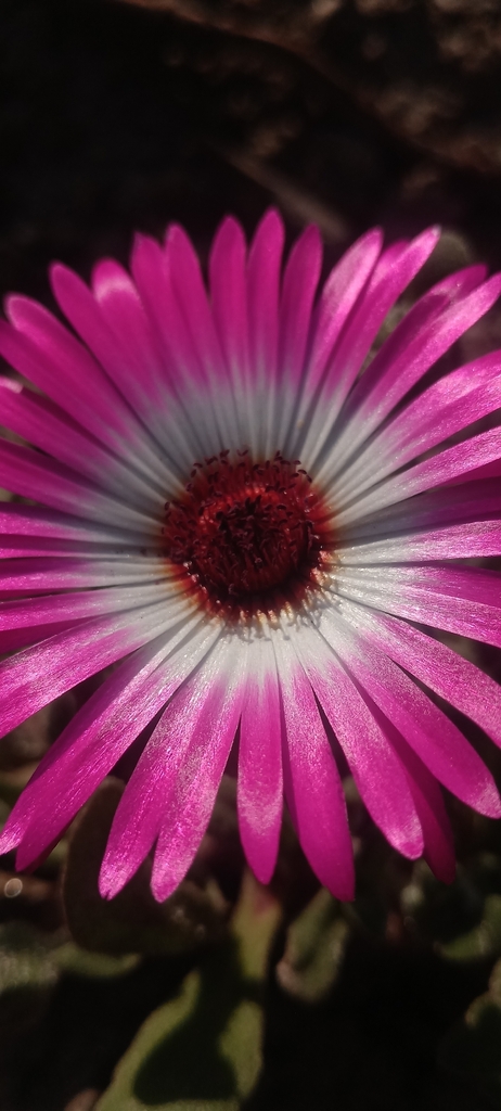 Foto de margarida-do-cabo